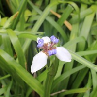 Trimezia gracilis (Herb.) Christenh. & Byng